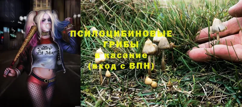 Псилоцибиновые грибы MAGIC MUSHROOMS  наркота  Ишим 